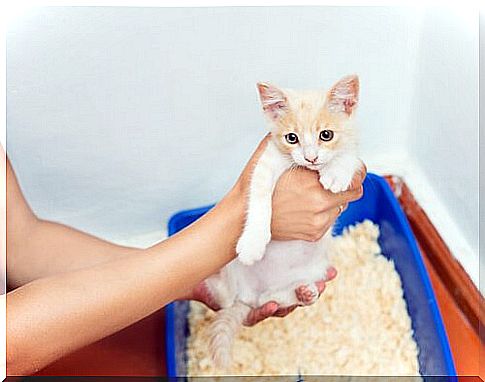 white kitten in the hands of the mistress on a litter box