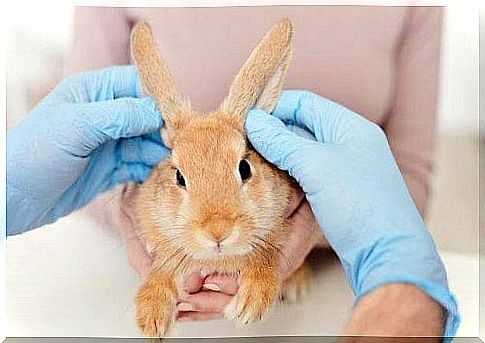 Treatment for rabbits that have fleas