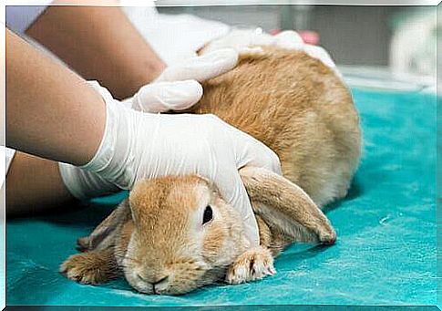 Rabbit being visited 