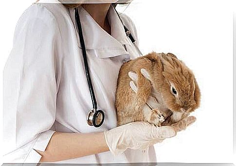 Rabbit in the arms of the vet 