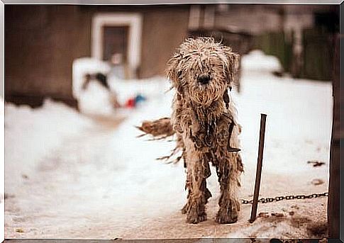 Dog tied up in the snow 