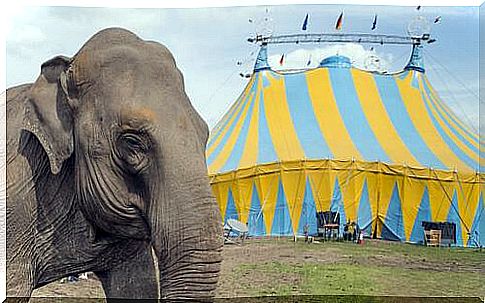 Elephant at the circus and big top 