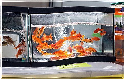 Aquariums in a shop