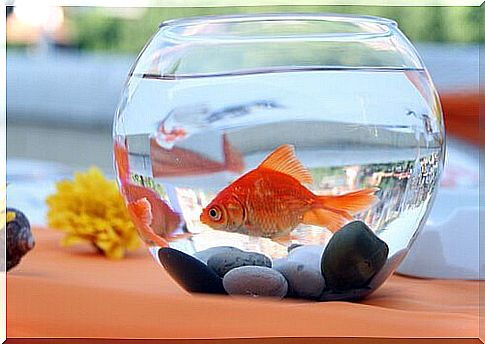 Ball aquarium with a goldfish inside