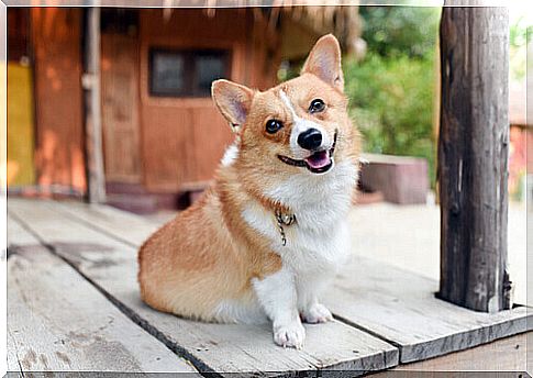 Understand your dog's mood by observing his posture