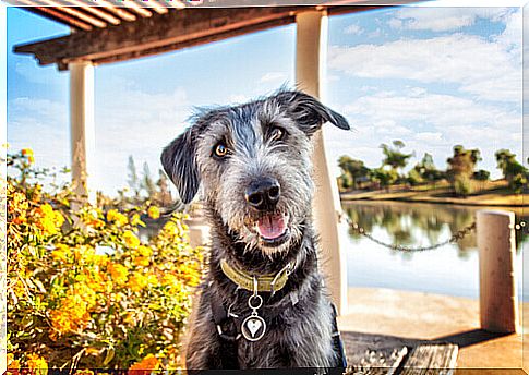 standing-dog-posture