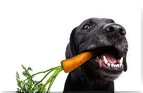 The vegetables that dogs can and cannot eat