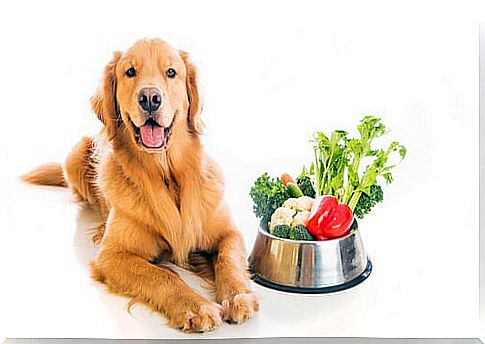 Dog with bowl of vegetables 