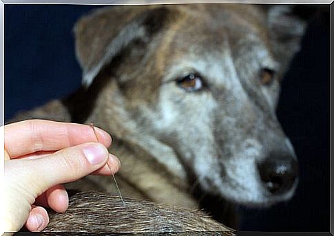 Veterinary acupuncture on the back of a dog