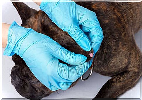 Warts in Dogs: How to Prevent and Treat Them