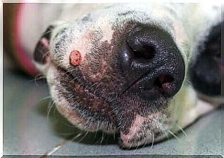 Warts in dogs can appear in delicate areas.