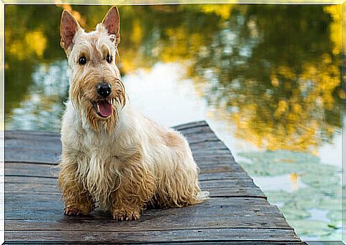 We know some Terrier dog breeds