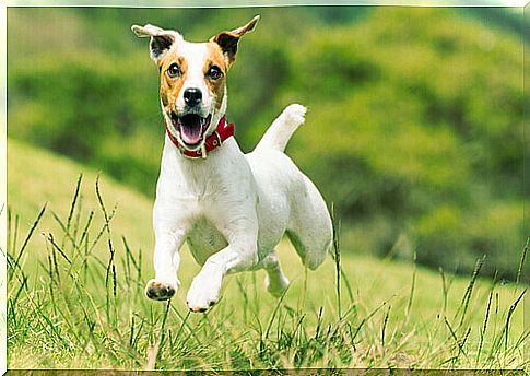 jack russel terrier jumps on the lawn