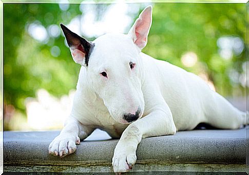 white dog sitting on the wall