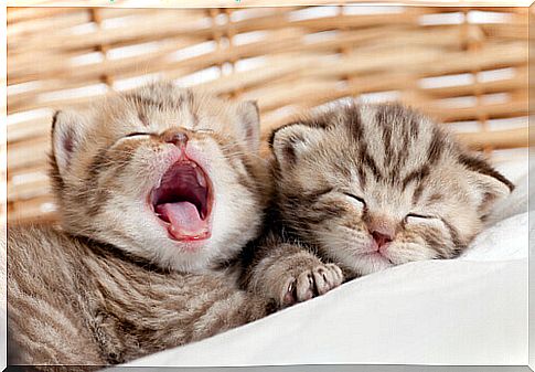 kittens yawning in a basket