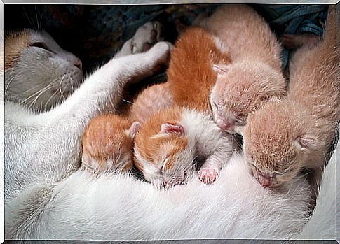 cat nursing kittens