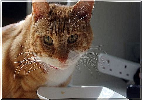 A red cat eating wet cat food