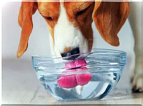 Dog Drinks: Water is one of a dog's main nutritional needs