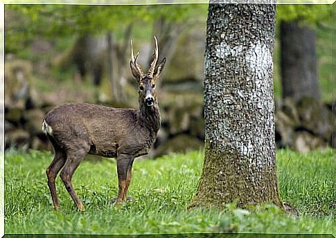 a deer in a wood next to a tree