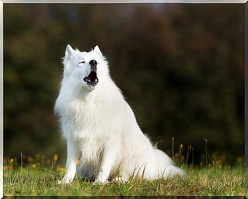 white dog on the lawn barking