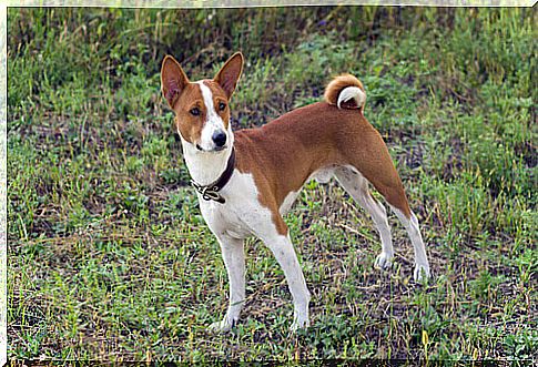 Basenji dog barks less