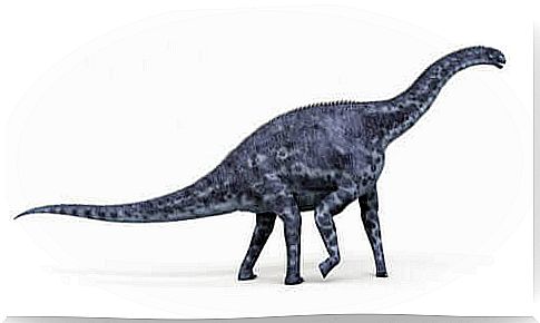 cetiosaurus, plastic model