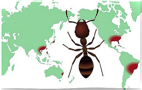 What is a biodiversity distribution map?