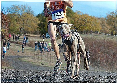 Canicross race