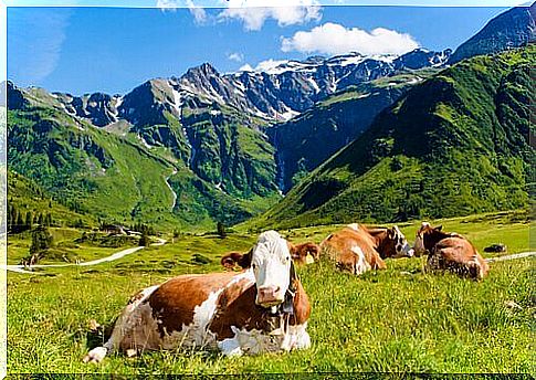 Grazing cows