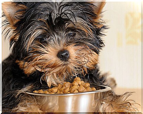  Little dog with bowl of baby food