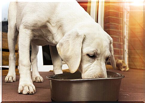 Labrador eats from the bowl