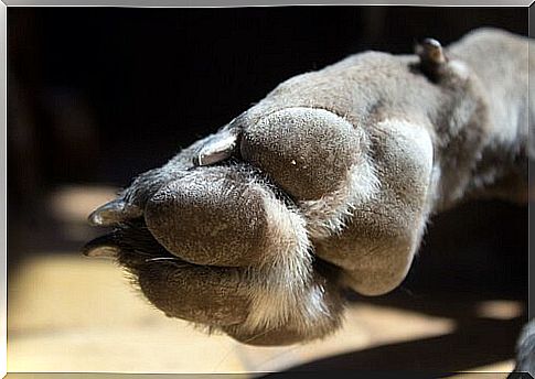 a dog paw up close