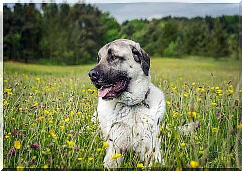 Dog on a flowery meadow