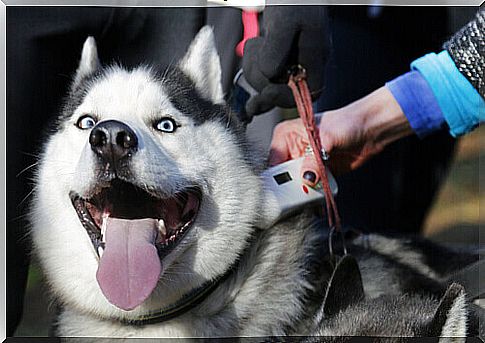 siberian husky with microchip