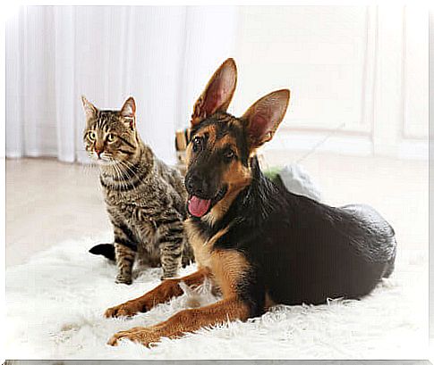 cat and dog lying on the carpet