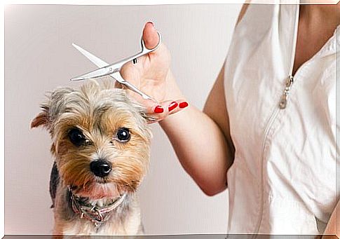 What to do if the dog is afraid of the hairdresser?