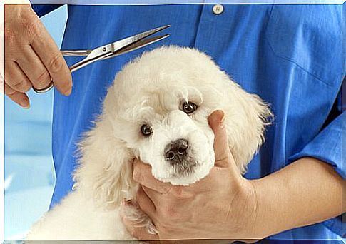 Hairdresser styles the hair of a poodle