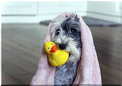 Dog with towel after bath