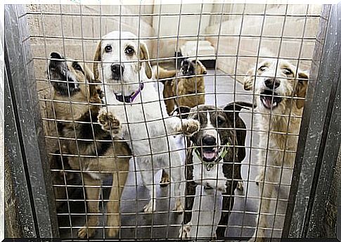 of malnourished dogs locked in cages