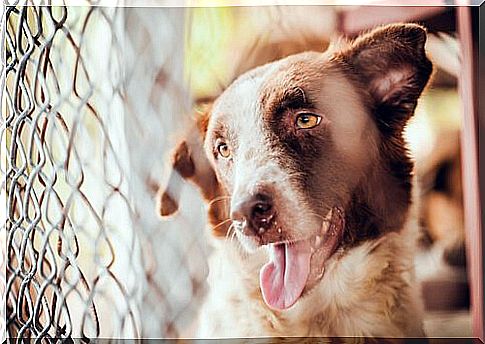 a dog with his tongue out behind a grate