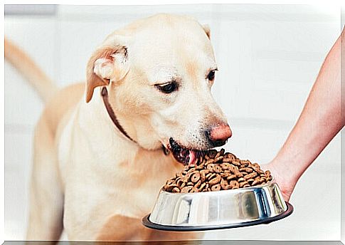 What to do if your dog eats too fast