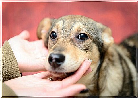 Girl holds dog's head in her hands