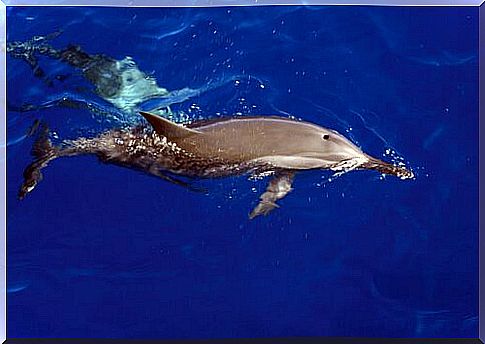 Where can you see dolphins in the wild?