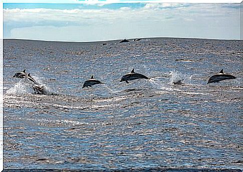 Dolphins leap into the ocean in the distance