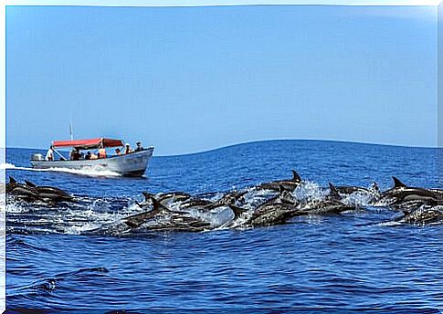 Dolphins free in the sea and red and white boat