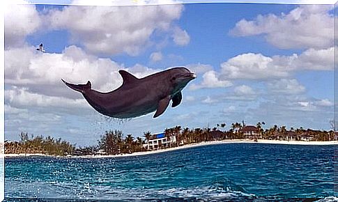 Dolphin jumps into the water