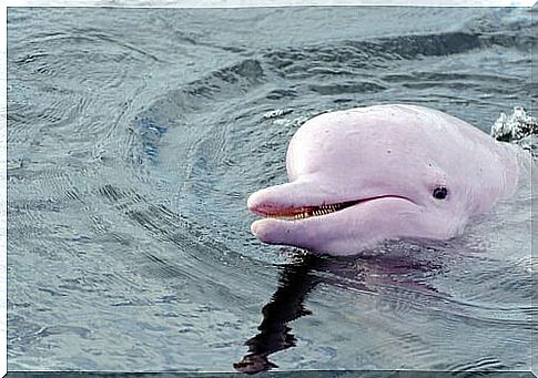 Pink dolphin with its head out of the water