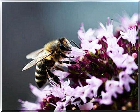 Oregano among the flowers that attract bees the most.