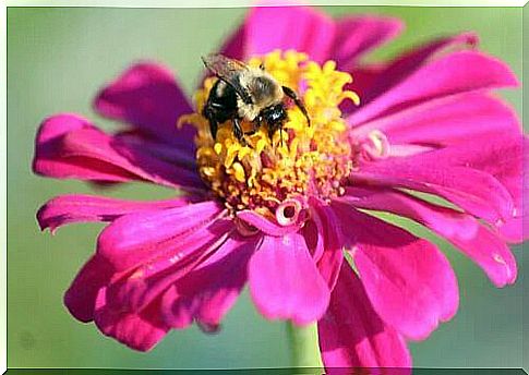 Zinnia flower.