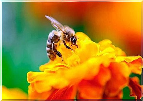 Marigold among the flowers that attract bees the most.